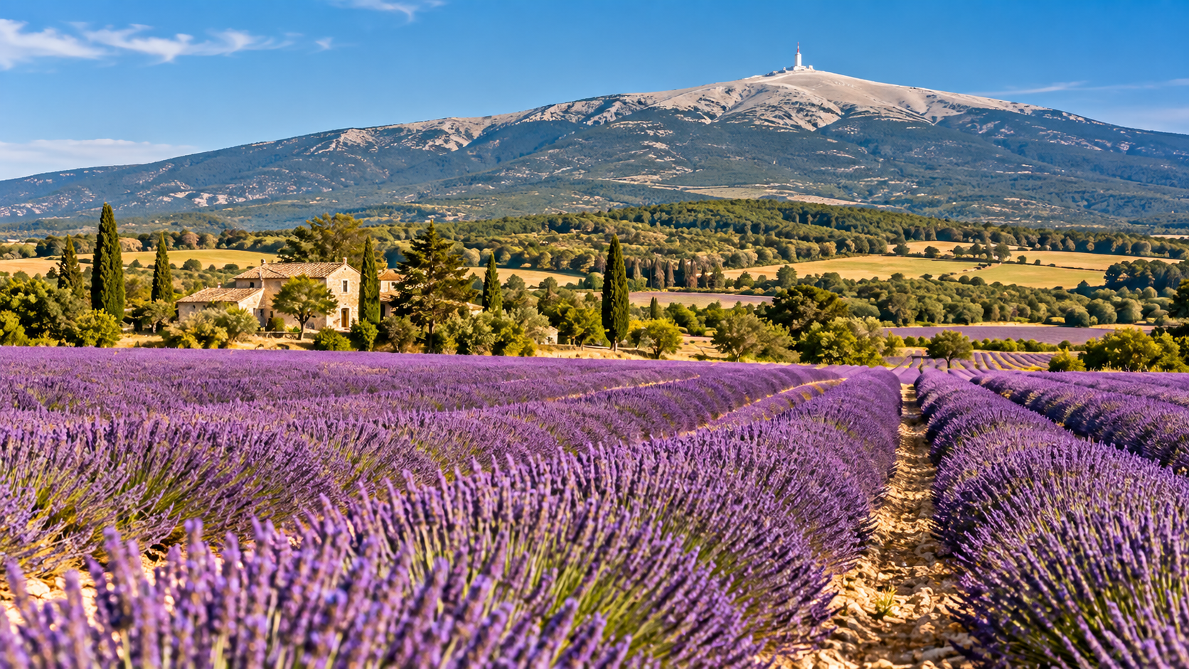 Lavender fields on the Sault plateau with Mont Ventoux in Provence, France