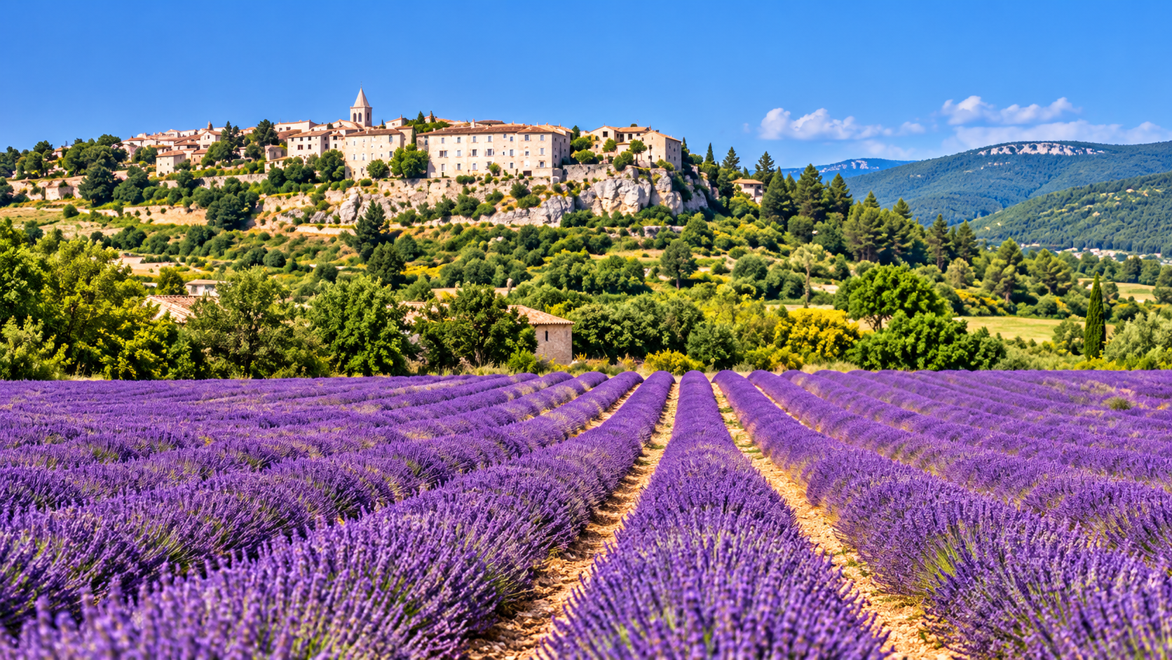 Lavender fields near Sault in Provence, France, in summer