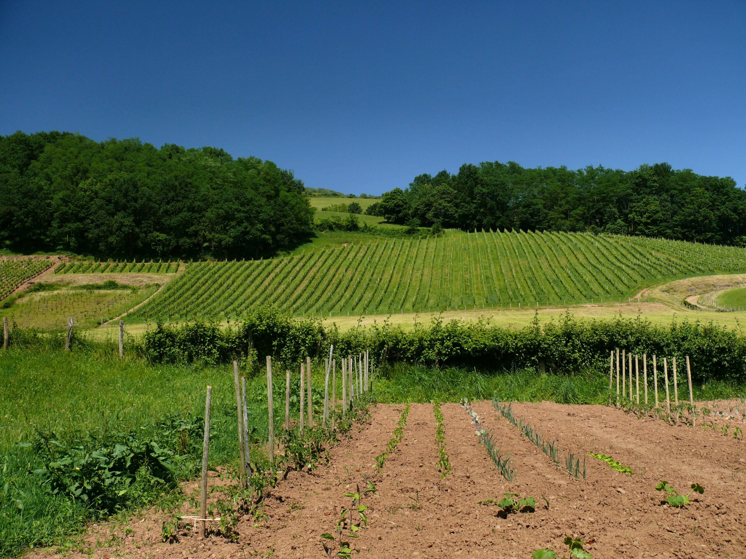 Irouléguy vineyards at Bustince-Iriberry in the French Basque Country