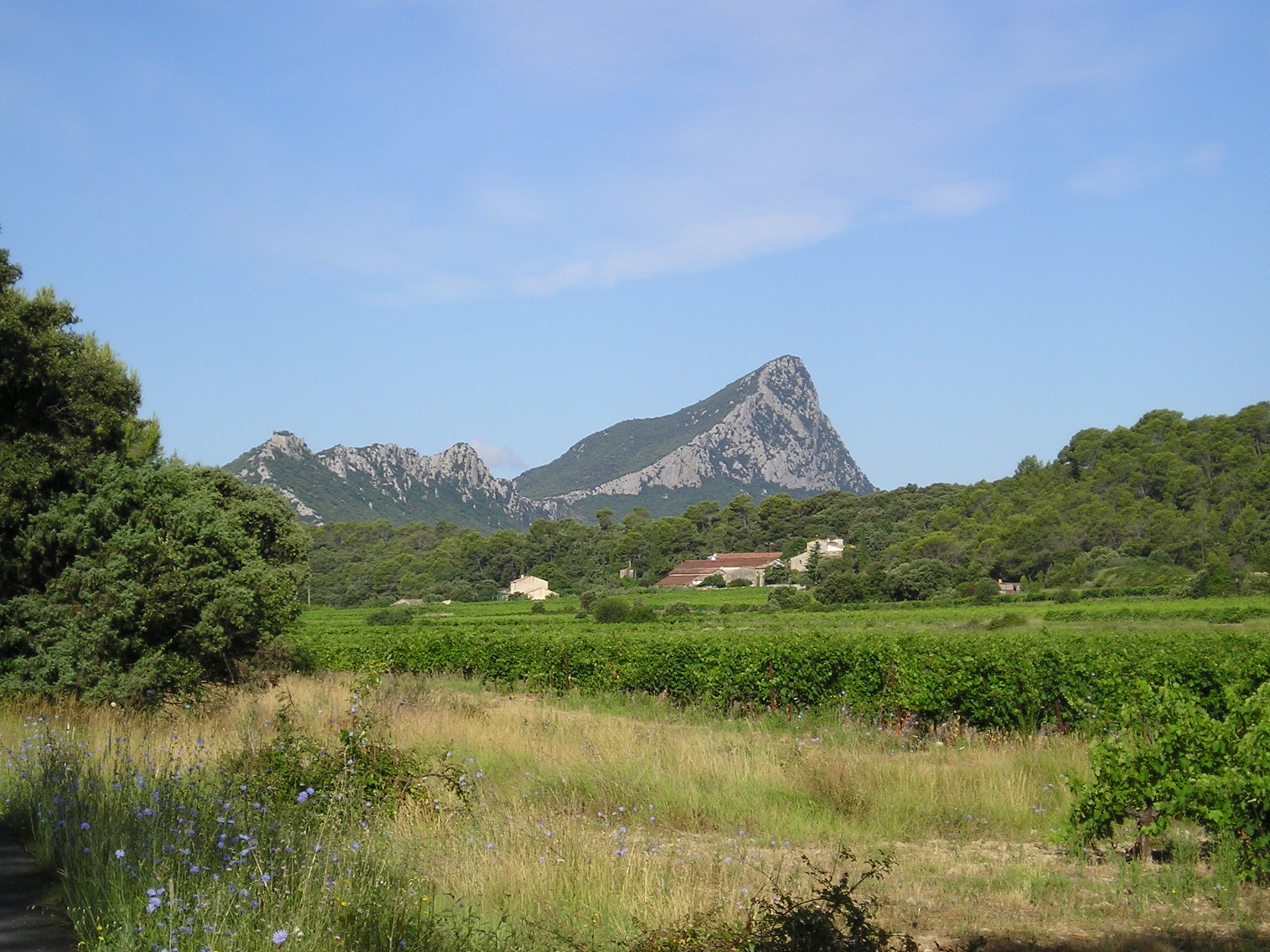 Vineyards near La Vieille with the Pic Saint-Loup in the distance